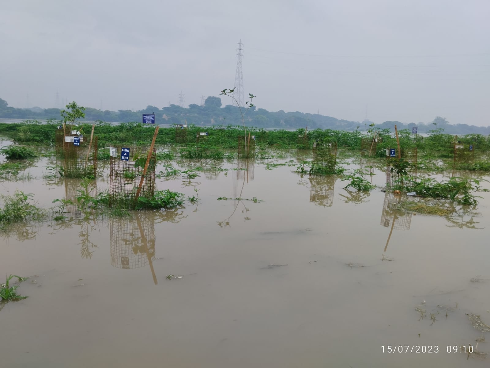 plantation-in-yamuna-submerged-underwater