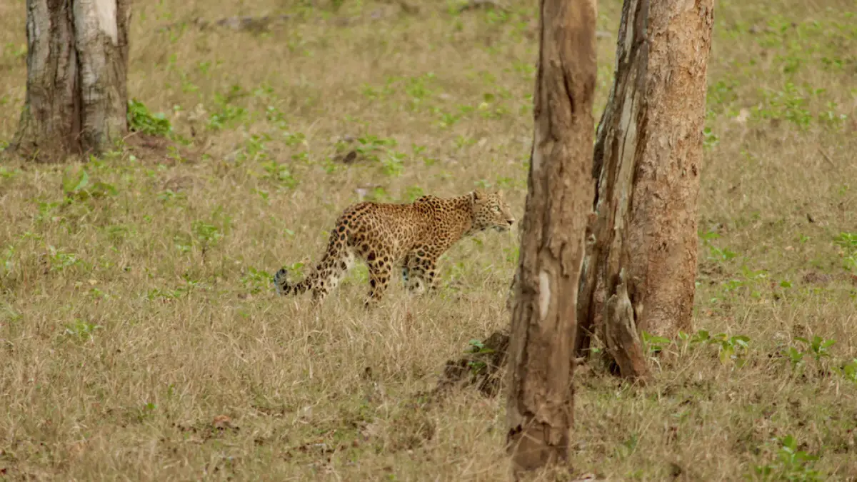 Leopard Attack in Agra