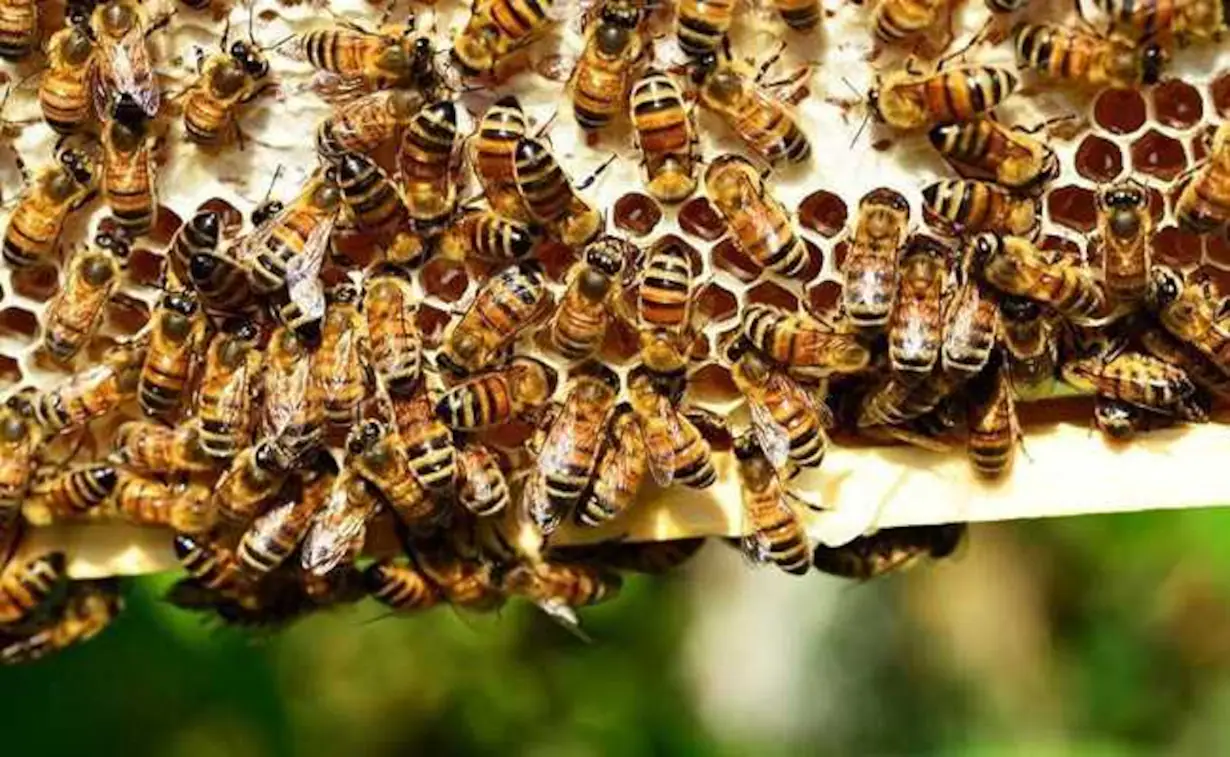 Bees attack farmer couple in Agra, husband dead